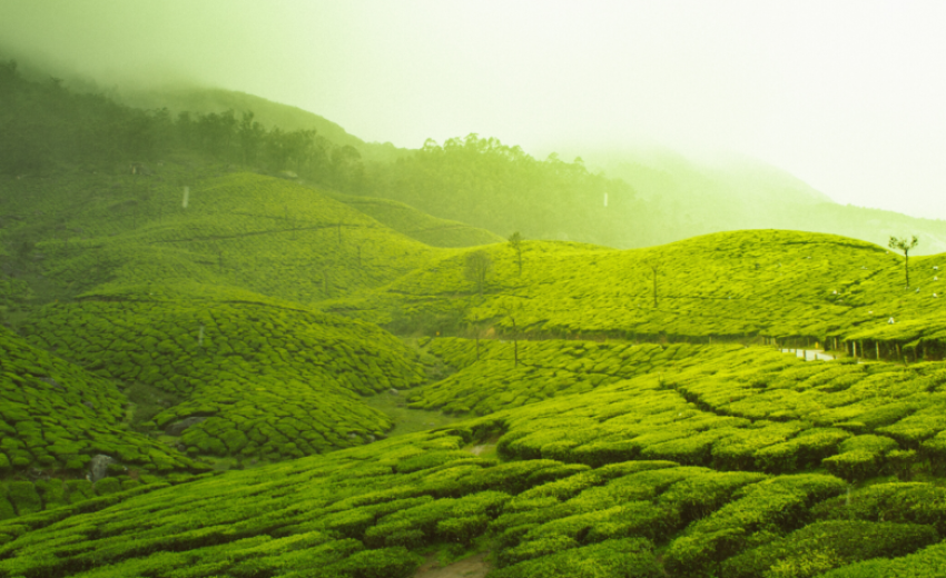 munnar 780x588